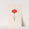 Carnation (1692) by Magdelena Rosina Funck