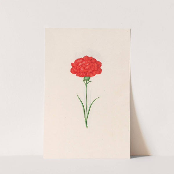 Carnation (1692) by Magdelena Rosina Funck