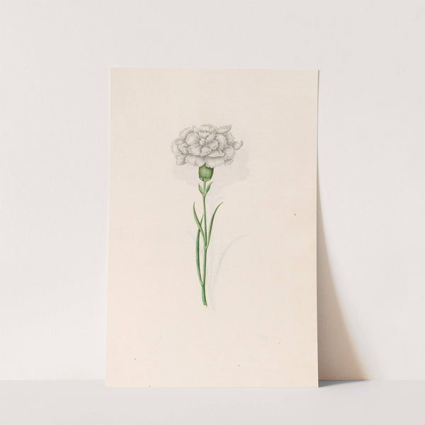 Carnation (1692) by Magdelena Rosina Funck