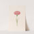 Carnation (1692) by Magdelena Rosina Funck