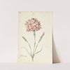 Carnation (1624 - 1681) by Jacob Marrel