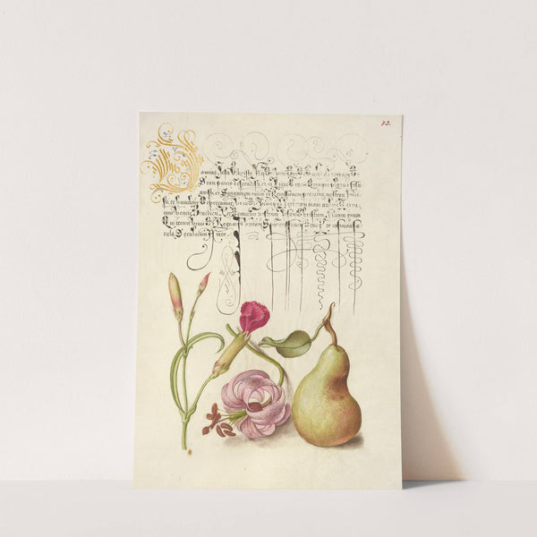 Carnation, Martagon Lily, and Pear (1561–1596) by Joris Hoefnagel