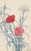 Carnations