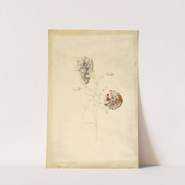 Carnations (1750s) by Georg Dionysius Ehret