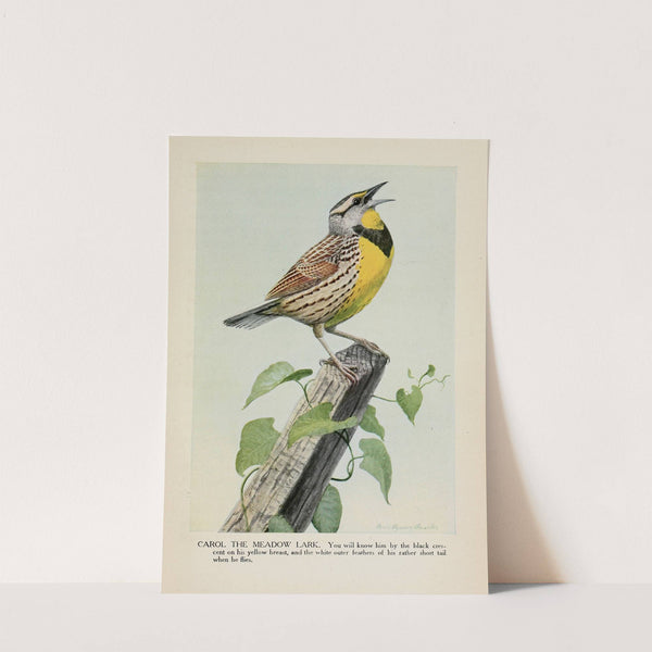 Carol the Meadow Lark by Louis Agassiz Fuertes