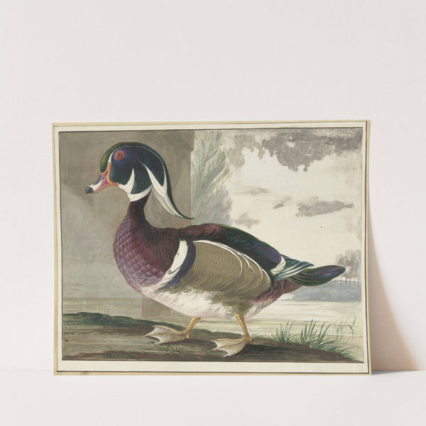 Carolina eend (1771) by Gerrit van den Heuvel