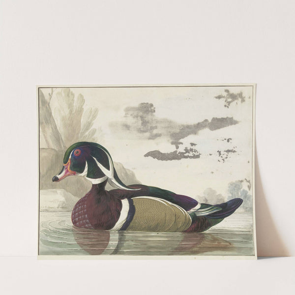 Carolina eend by Gerrit van den Heuvel