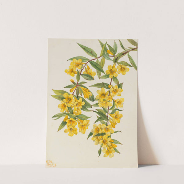 Carolina Jessamine (Gelsemium sempervirens) (1926) by Mary Vaux Walcott