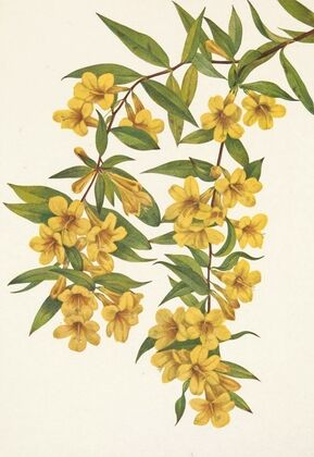 Carolina Jessamine. Gelsemium sempervirens (1925)