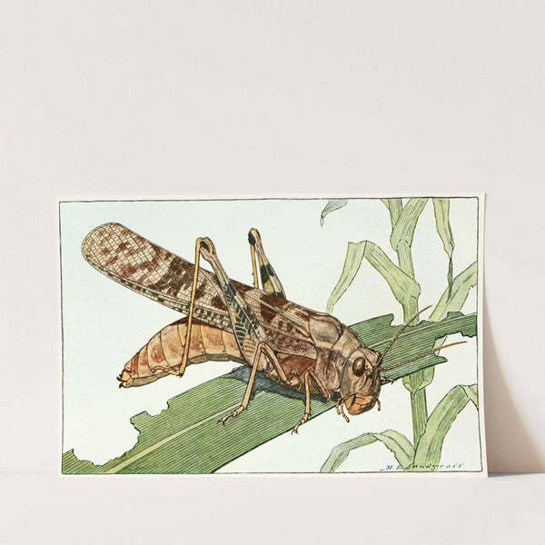 Carolina Locust by Robert Evans Snodgrass