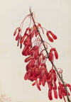 Fire Pentstemon (Pentstemon eatonii) (1927)