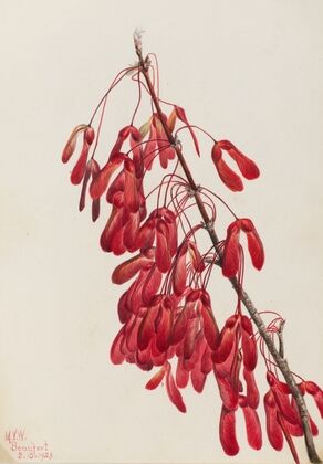 Fire Pentstemon (Pentstemon eatonii) (1927)