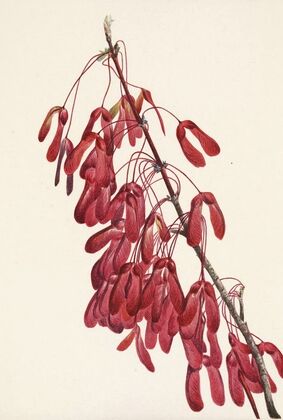 Carolina Maple. Acer carolinianum (1925)