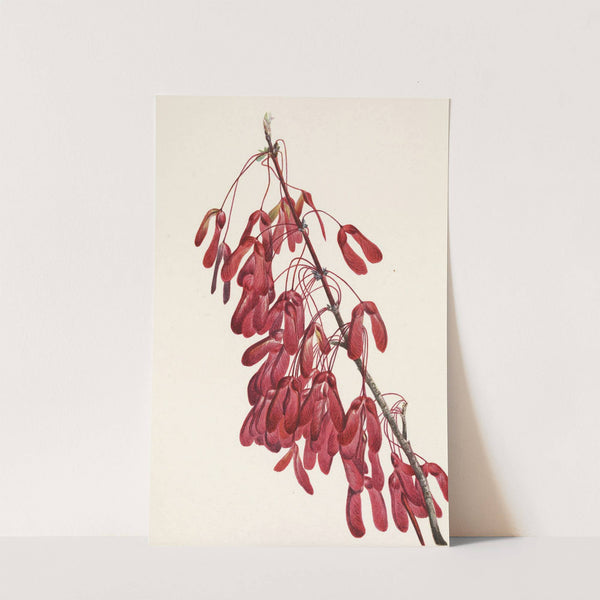 Carolina Maple. Acer carolinianum (1925) by Mary Vaux Walcott