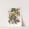 Carolina parrot by John James Audubon