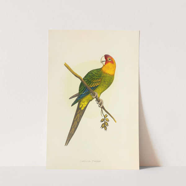 Carolina Parrot, or Conure (1884-1887) by Alexander Francis Lydon