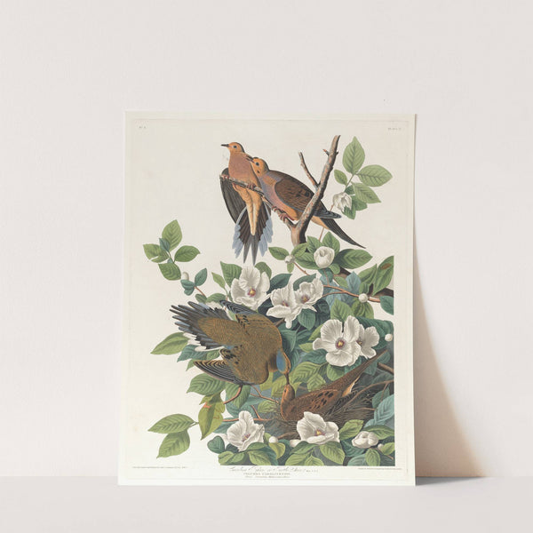 Carolina pigeon or turtle dove by John James Audubon