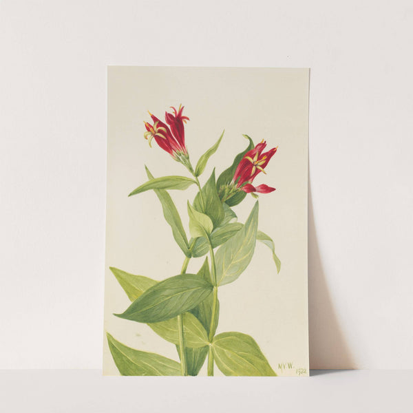 Carolina Pink (Spigelia marylandica) (1932) by Mary Vaux Walcott