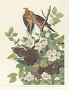 Carolina turtle dove