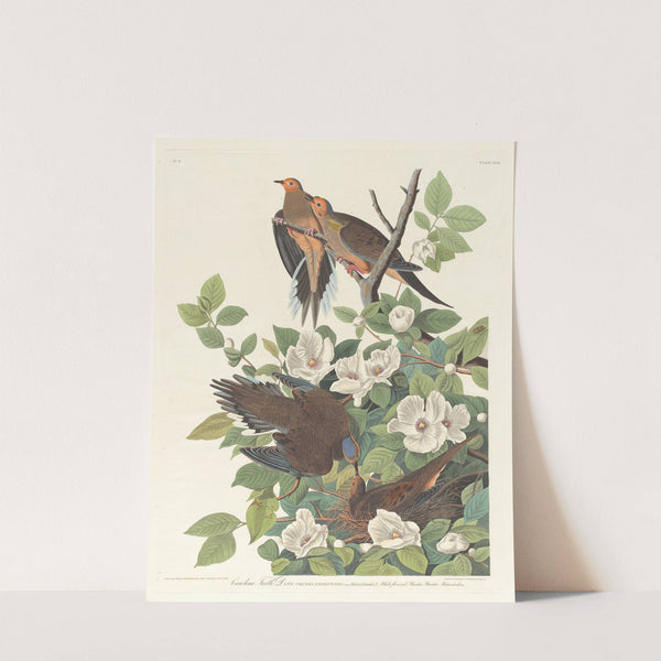 Carolina turtle dove by John James Audubon