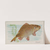 Carp (1889) by Allen & Ginter
