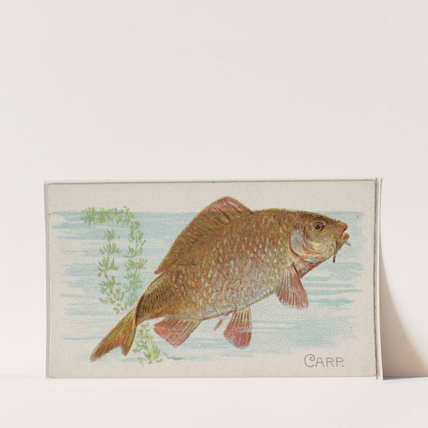 Carp (1889) by Allen & Ginter