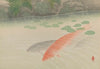 Carp (1922)