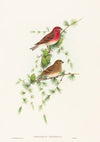 Carpodacus erythrinus (Common Rose Finch)
