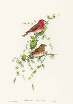 Carpodacus erythrinus (Common Rose Finch)