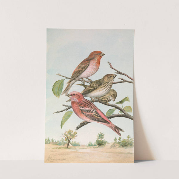 Carpodacus erythrinus (Pall.), Carpodacus roseus (Pall.) by Johann Friedrich Naumann