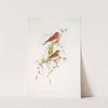 Carpodacus erythrinus. Scarlet Bullfinch. (1862-1873) by John Gould