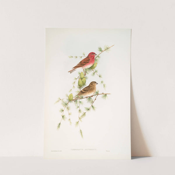 Carpodacus erythrinus. Scarlet Bullfinch. (1862-1873) by John Gould