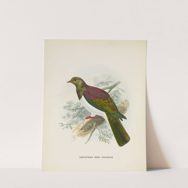 Carpophaga novae zealandiae (1873) by John Gerrard Keulemans