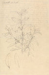 Carratt (Osyris lanceolata)