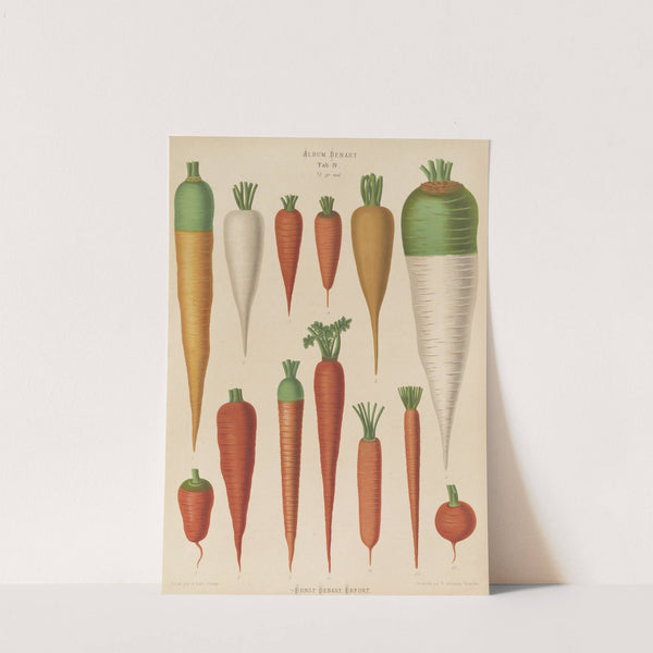 Carrots (1876-1886) by Ernst Benary