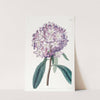 Carton's Rhododendron by Sydenham Edwards