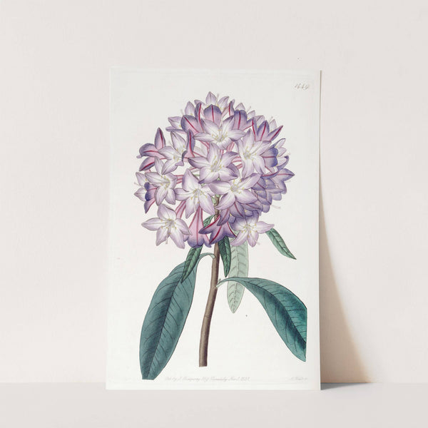 Carton's Rhododendron by Sydenham Edwards