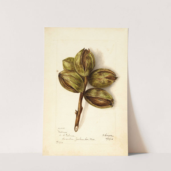 Carya: Delmas by Bertha Heiges