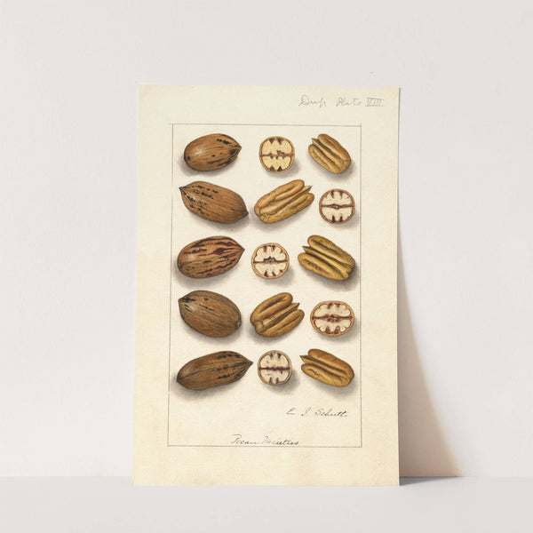 Carya illinoinensis by Ellen Isham Schutt