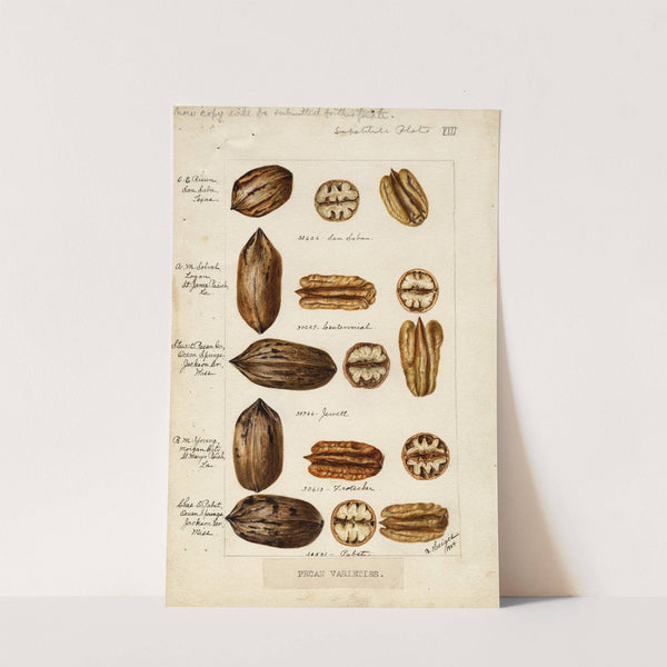 Carya illinoinensis by Bertha Heiges