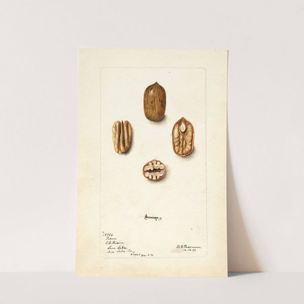 Carya illinoinensis: Sovereign (1899) by Deborah Griscom Passmore