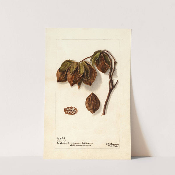 Carya: Swamp (1903) by Deborah Griscom Passmore