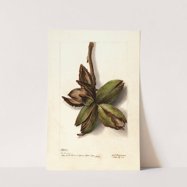 Carya: Van Deman (1904) by Deborah Griscom Passmore