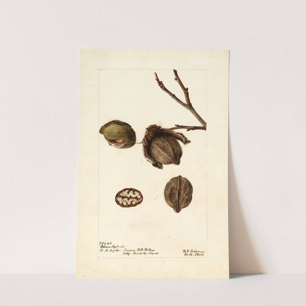 Carya: Wilson Hybrid (1903) by Deborah Griscom Passmore