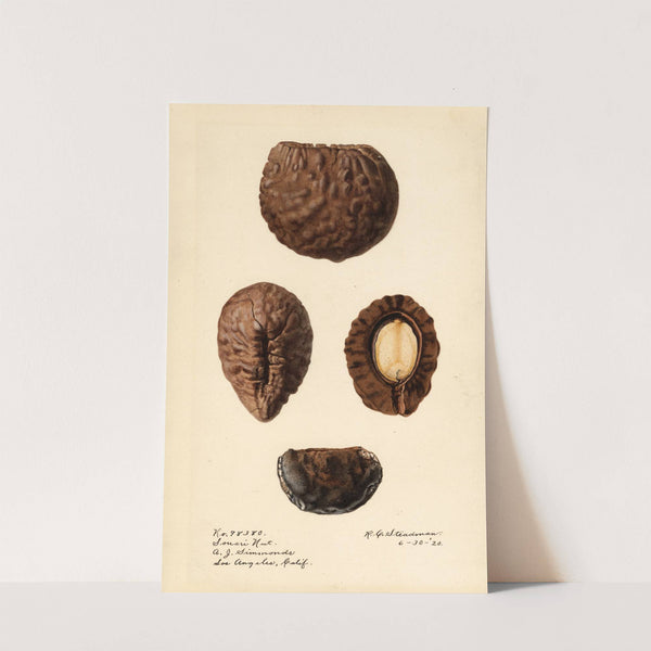 Caryocar nuciferum: Souari Nut by Royal Charles Steadman