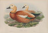 Casarca rutila. Ruddy Sheldrake. (1862-1873)