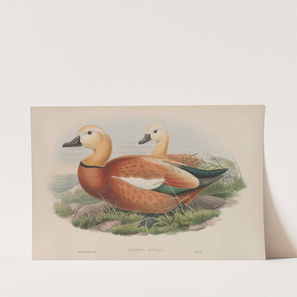 Casarca rutila. Ruddy Sheldrake. (1862-1873) by John Gould