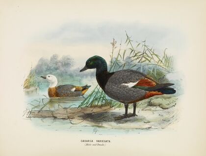 Casarca varigata (Male and Female)