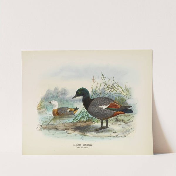 Casarca varigata (Male and Female) (1873) by John Gerrard Keulemans