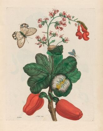 Caschou (1719)